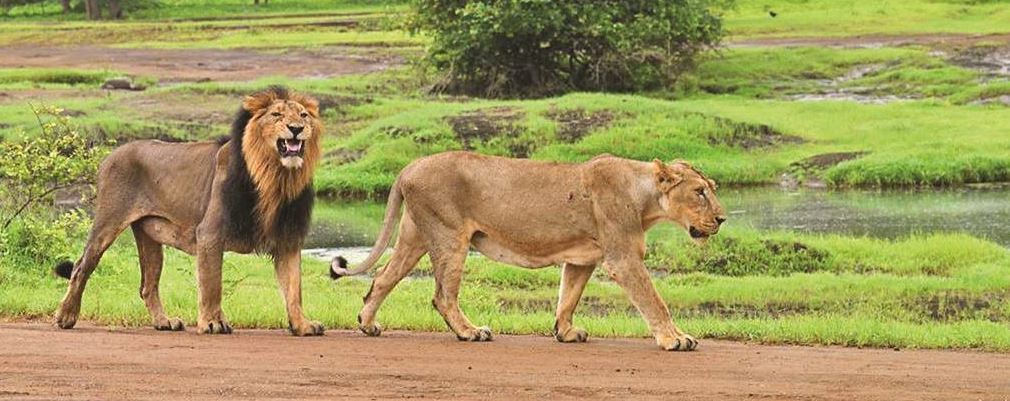 Planning a Safari in Sasan Gir? A Must-Read Guide for Foreign Travelers