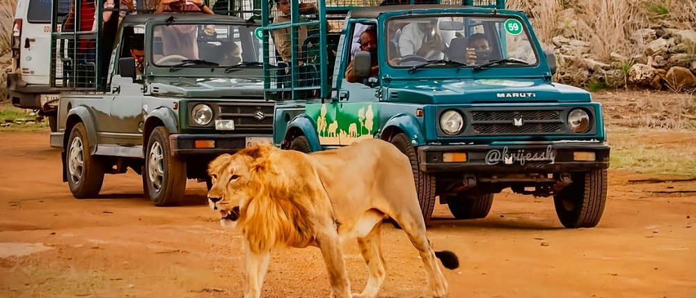 Plan Your ‘HOLI’Day with Asiatic Lions at Gir National Park