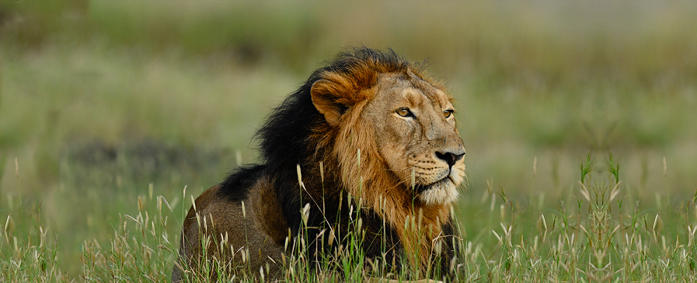 Asiatic Lions’ 32% Population Growth Makes Gir a Must-Visit Destination