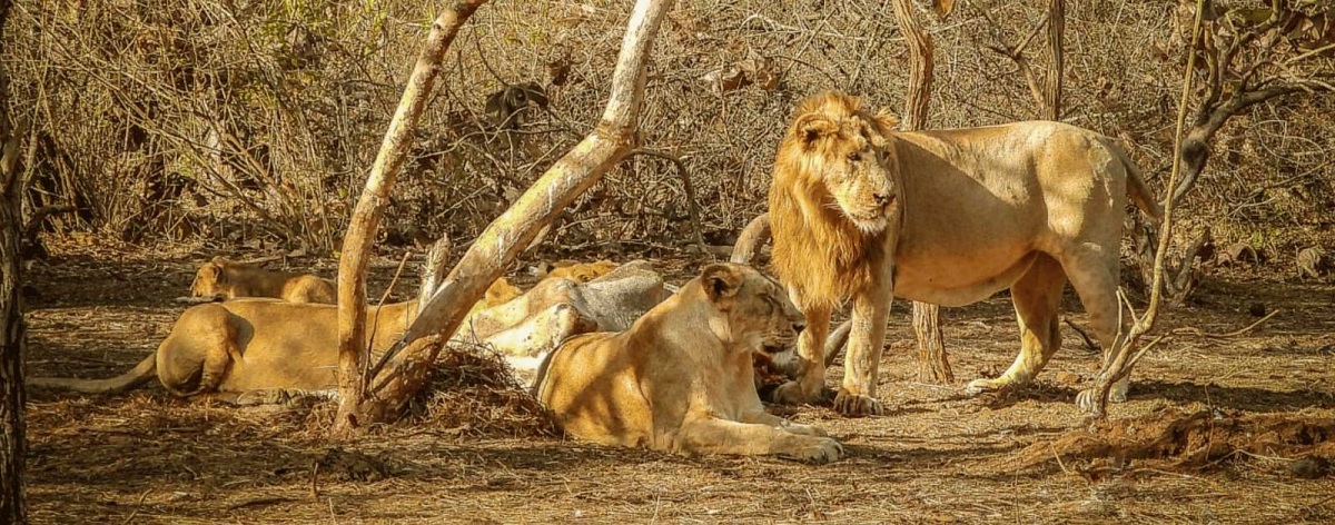 How to Book a Gir Jeep Safari Online & What You’ll Pay