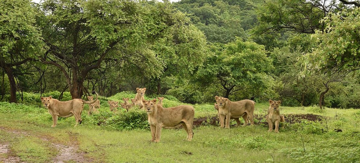 Planning a Gir Jeep Safari in November? Here’s How to Plan