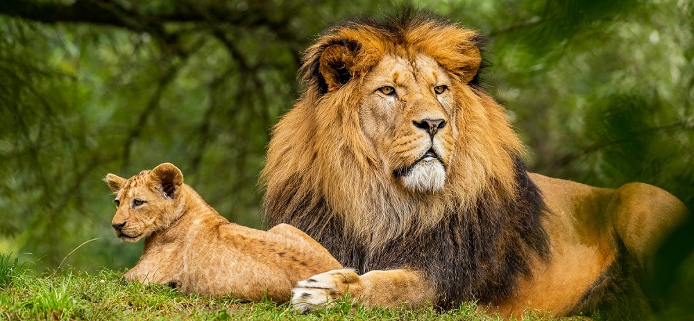 Increased Asiatic Lion Population - The Best Reason to Visit Gir