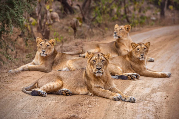 Gir National Park Weekend Tour with 1 Jeep Safari