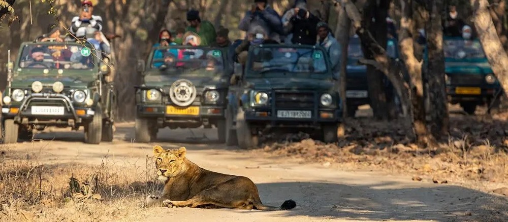 A Comprehensive Guide to Gir Safari Booking for First-Timers