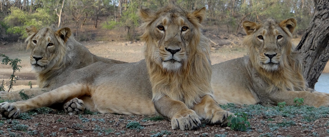 Why Gir Is India’s Most Exclusive Wildlife Experience for Nature Lovers