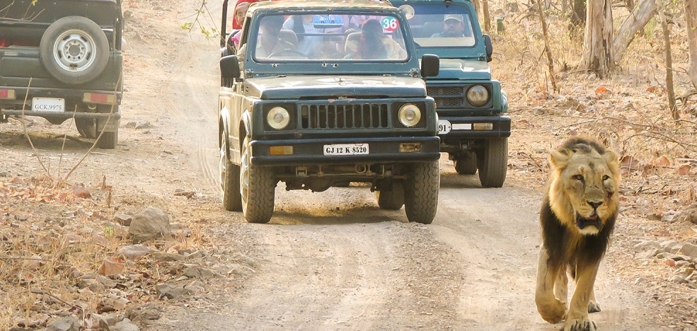 Tips for Gir Jeep Safari Booking During Peak Season