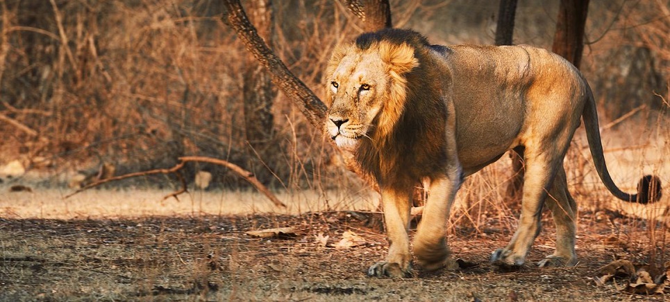 240 lions have died in Gir National Park in the last two years, here’s detail