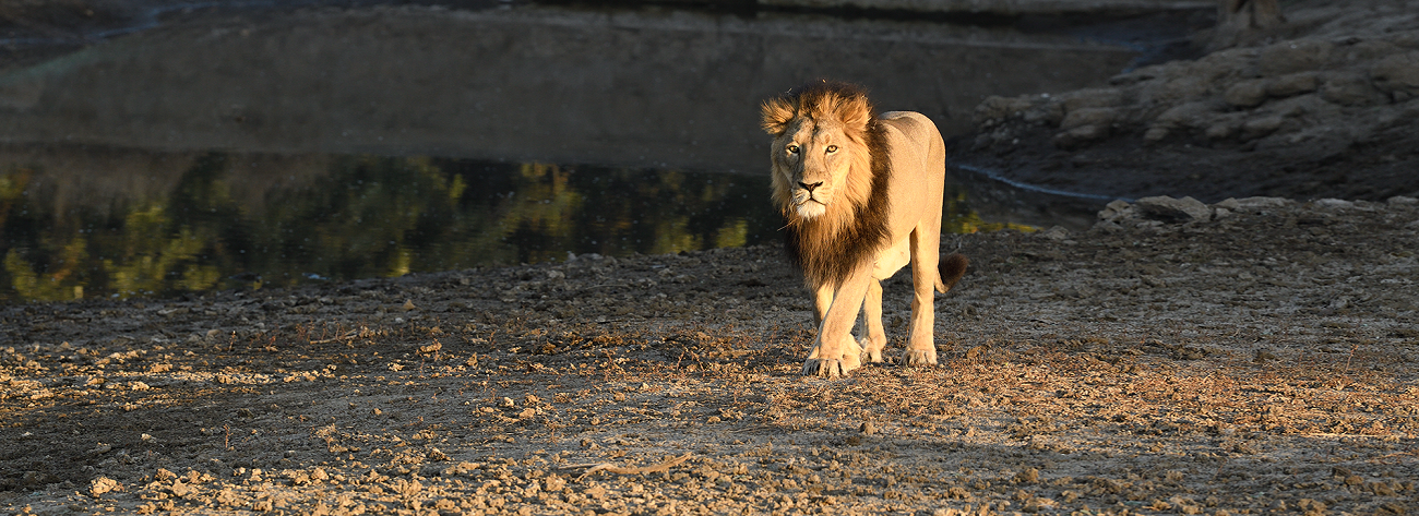 How Early Should You Book a Jeep Safari in Gir Online?