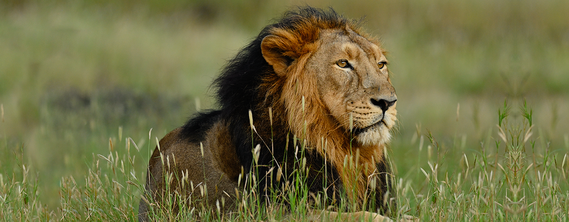 Fantastic Places to Include in Gir Lion Safari’s Itinerary